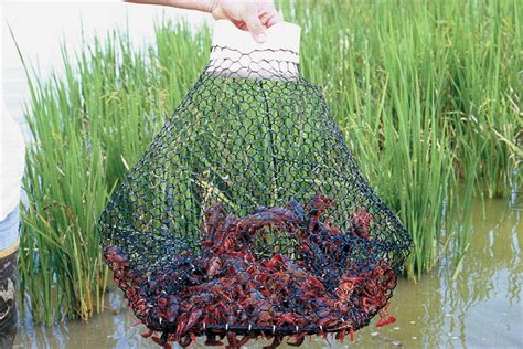 fish cage trap|Make Your Own Fish Cage Trap .